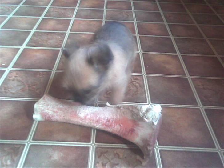 Griffon bruxellois rasmus billede 18