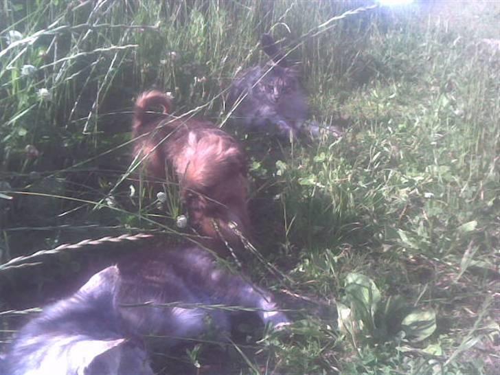 Griffon bruxellois rasmus billede 19