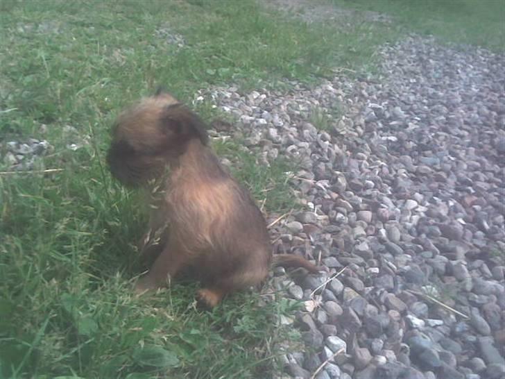 Griffon bruxellois rasmus billede 20