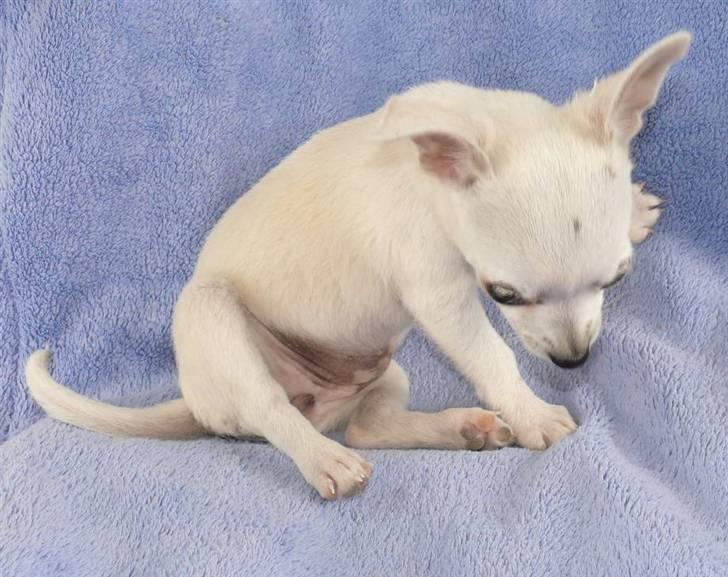 Chihuahua Dolly - Nu bliver jeg snart søsyg. billede 12