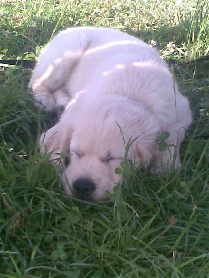 Golden retriever Simba - slapper af.. billede 11