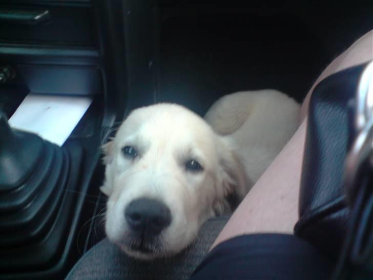 Golden retriever Simba - her får jeg mig altid en lur når vi køre billede 13