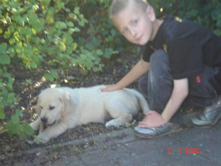 Golden retriever Simba - du må sku ikke få det. billede 14