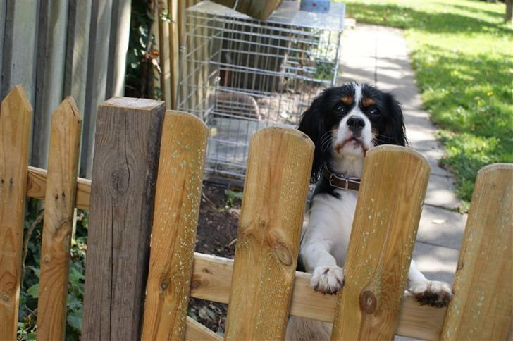 Cavalier king charles spaniel Bianca  - Hvor ska´ du hen? billede 10