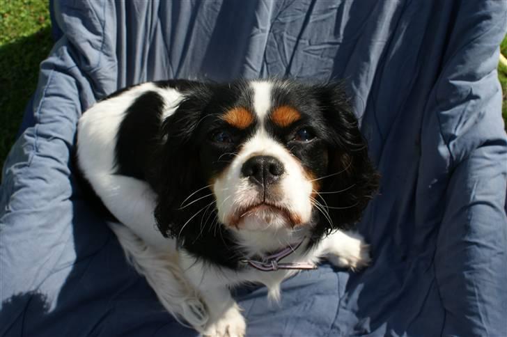 Cavalier king charles spaniel Bianca  - SE HVOR FIN JEG ER :) billede 11