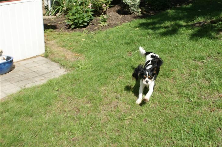 Cavalier king charles spaniel Bianca  - her kommer jeg !! billede 12