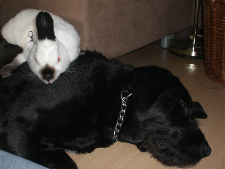 Blanding af racer Lady billede 2