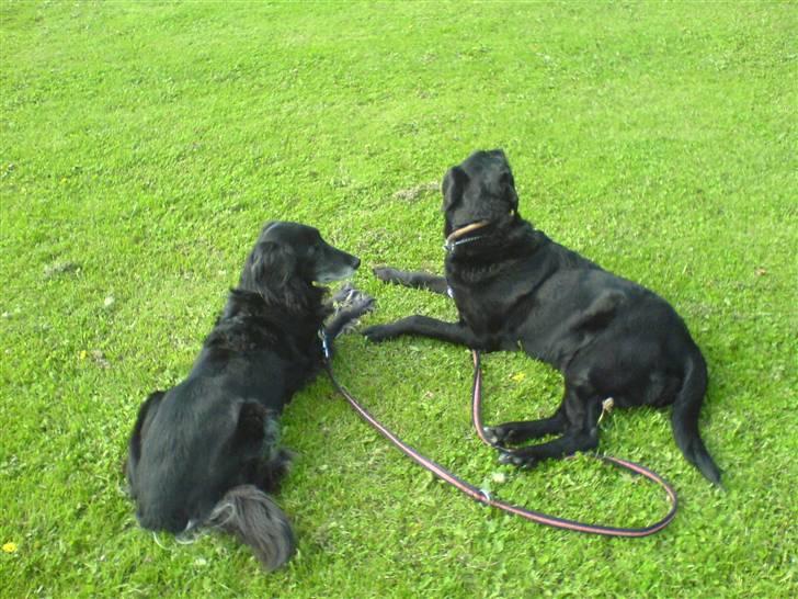 Blanding af racer Lady - Ronja min gammle hund og lady billede 3