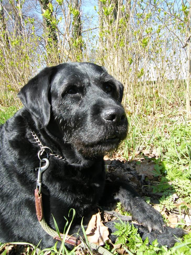 Blanding af racer Lady billede 4