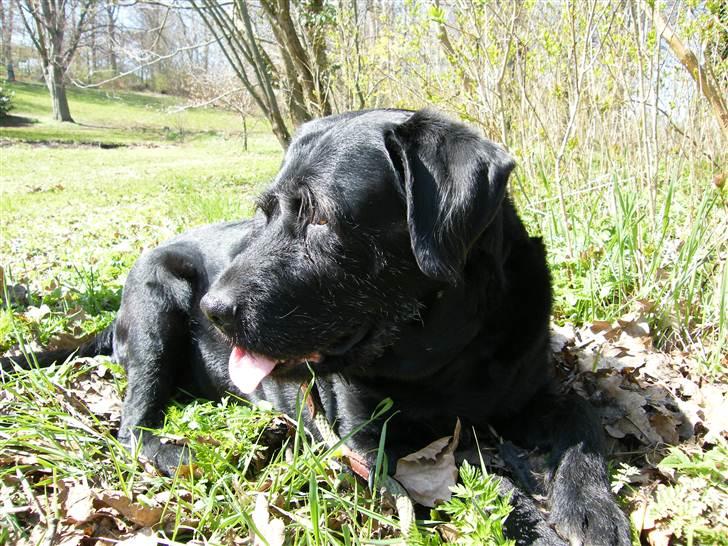 Blanding af racer Lady billede 5