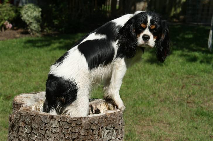Cavalier king charles spaniel Bianca  - Bedre udsigt her oppe fra:) billede 13