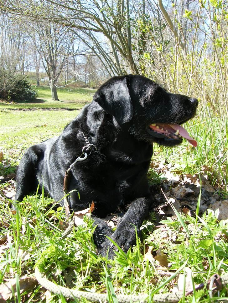 Blanding af racer Lady billede 7