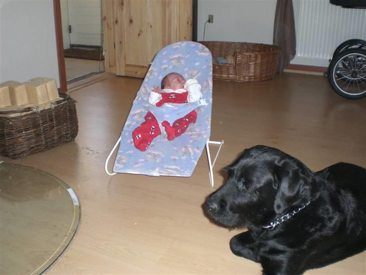 Blanding af racer Lady billede 8