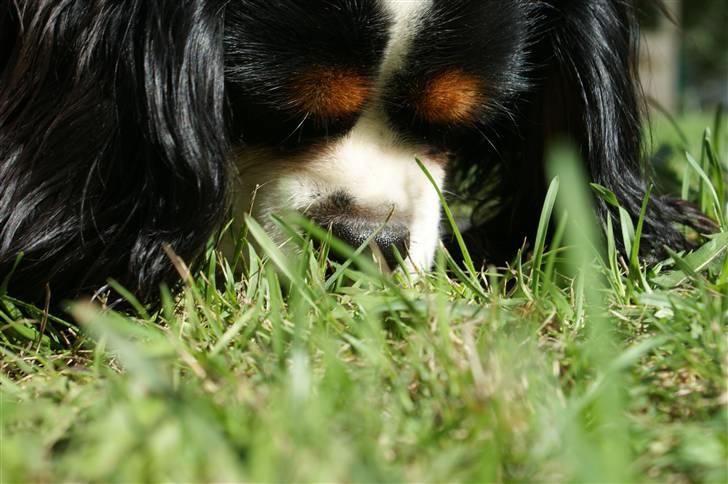 Cavalier king charles spaniel Bianca  - skulle der måske være en godbid nede i græsset  ...   ;D billede 14