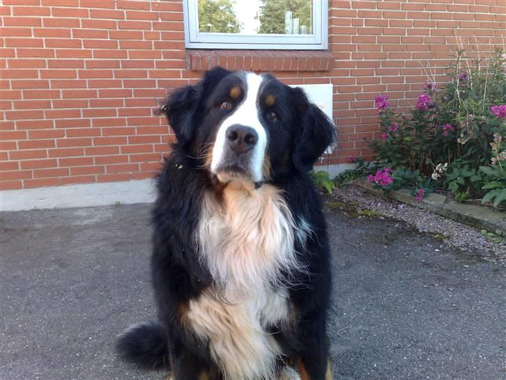 Berner sennenhund Yimbo    R.I.P. billede 18