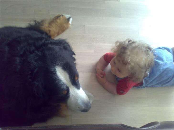 Berner sennenhund Yimbo    R.I.P. - Yimbo og vores lille datter Petrea billede 19