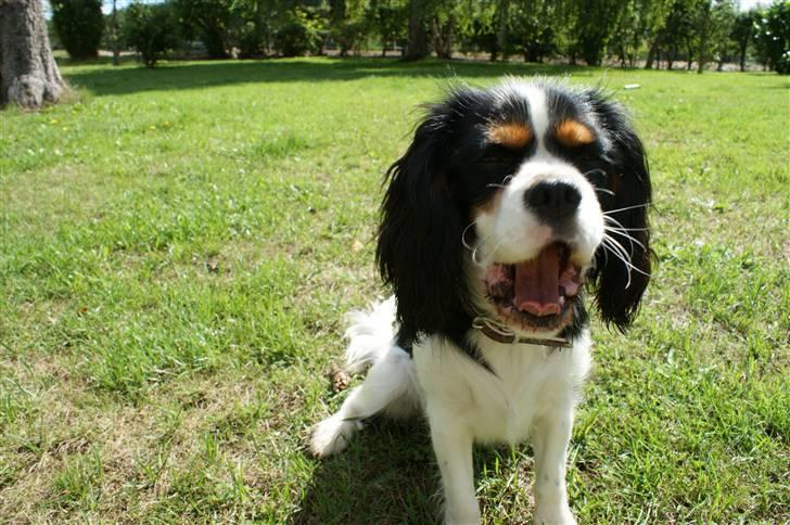 Cavalier king charles spaniel Bianca  - GAAAAAAAAAAAAAAAAB!!  =) billede 15