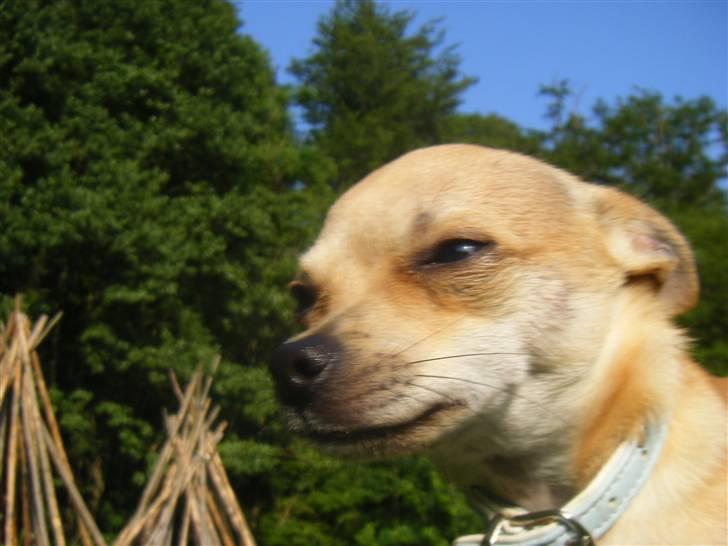 Chihuahua Kaare - Velkommen til min profil :) Læg gerne en hilsen før i går :D billede 1