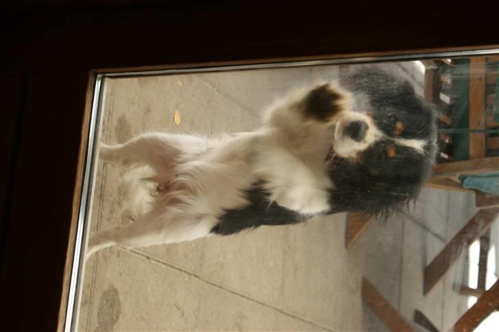 Cavalier king charles spaniel Bianca  - jeg vil ind!! :) billede 16