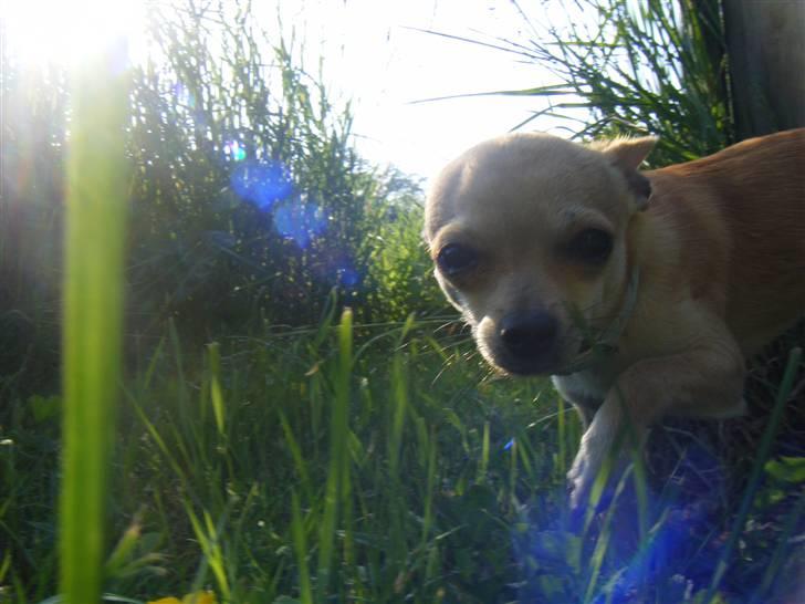 Chihuahua Kaare - På udflugt i junglen billede 2
