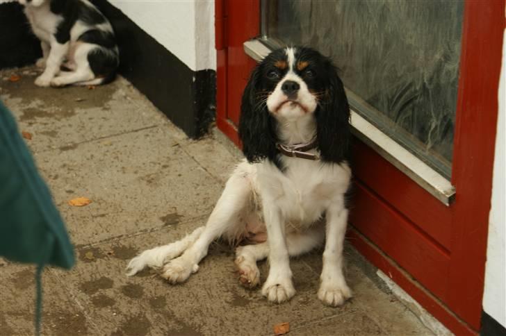 Cavalier king charles spaniel Bianca  - er jeg ikk bare fin når jeg smiler? -NEJ! :) billede 17