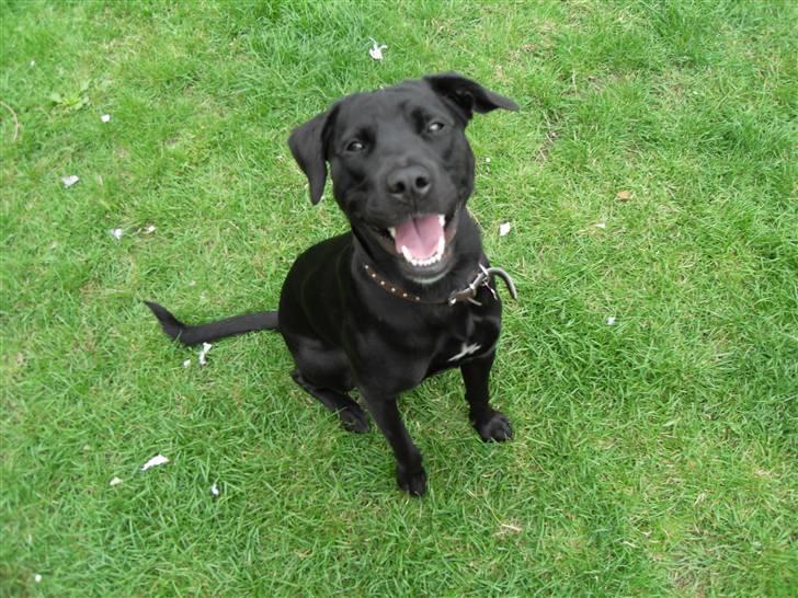 Blanding af racer Bella - bor hos eks. billede 1