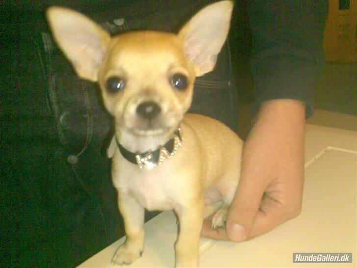 Chihuahua Kaare - Da jeg lige var kommet til mit nye hjem billede 3