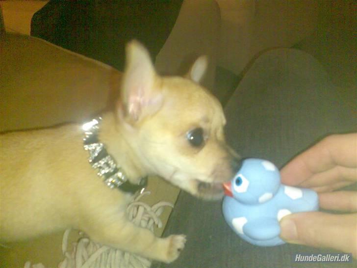 Chihuahua Kaare - Mig og min første and <3 billede 4