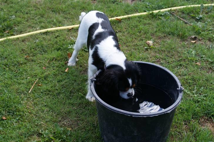Cavalier king charles spaniel Bianca  - jeg er tørstig :) billede 18