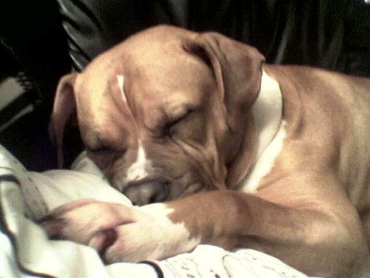 Amerikansk bulldog Nala billede 1