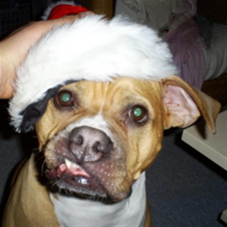 Amerikansk bulldog Nala billede 2