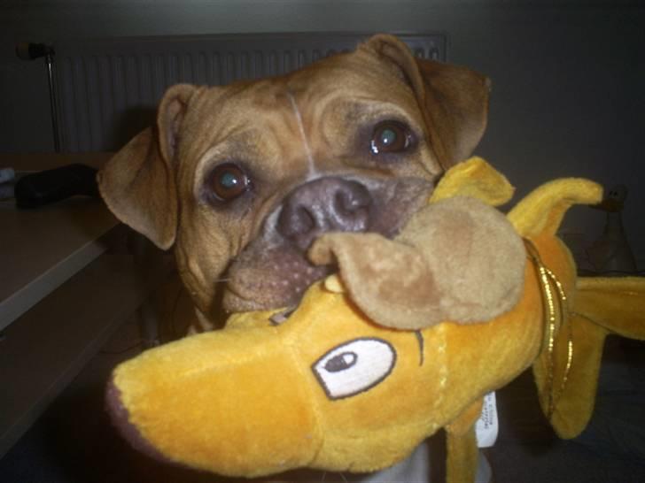 Amerikansk bulldog Nala billede 3