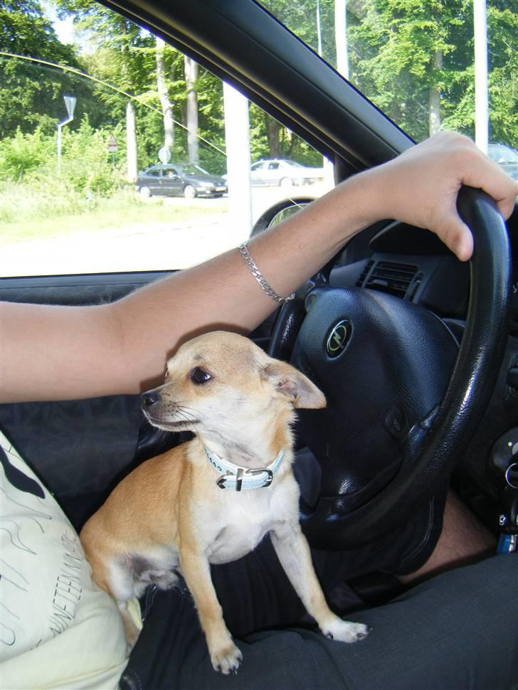 Chihuahua Kaare - Hvornår er det min tur faaaaar??? billede 5