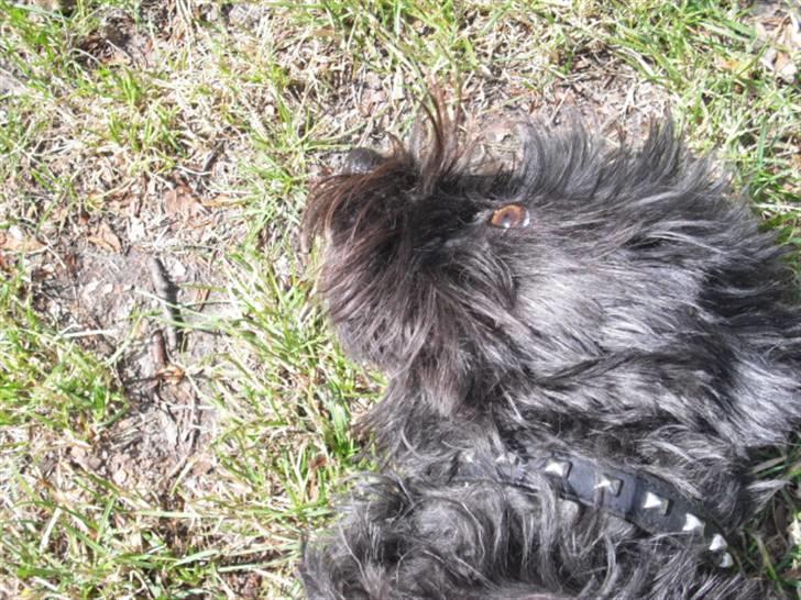 Cairn terrier Trunte - R.I.P †  billede 1