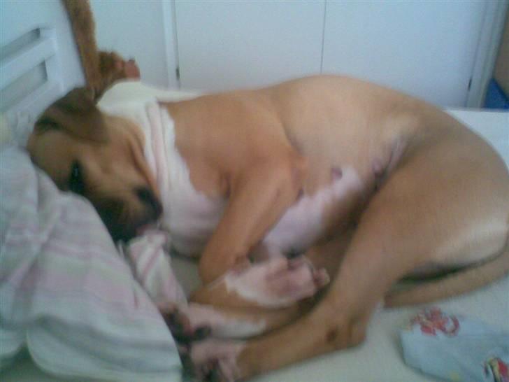 Amerikansk bulldog Nala billede 4