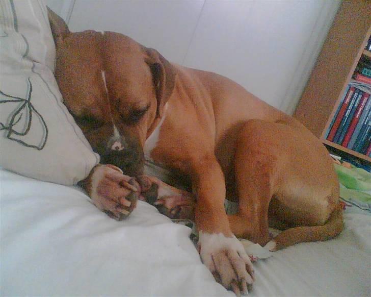 Amerikansk bulldog Nala billede 5