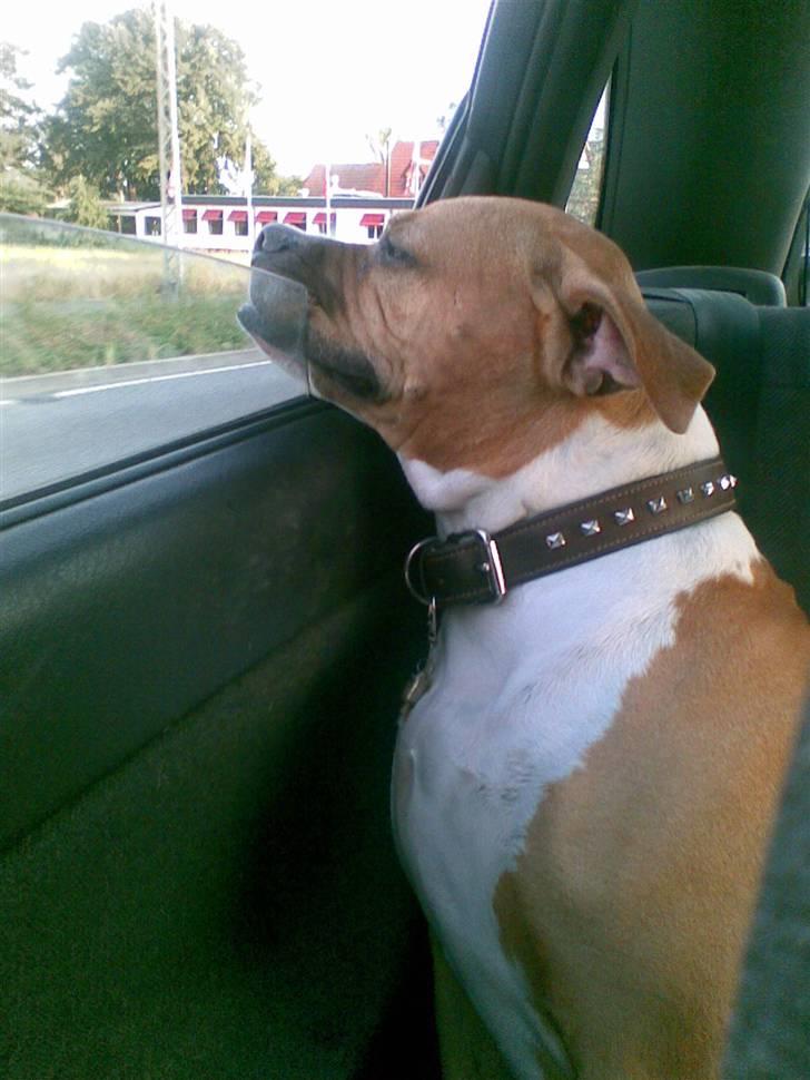 Amerikansk bulldog Nala billede 6