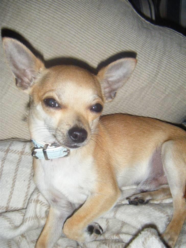 Chihuahua Kaare billede 6