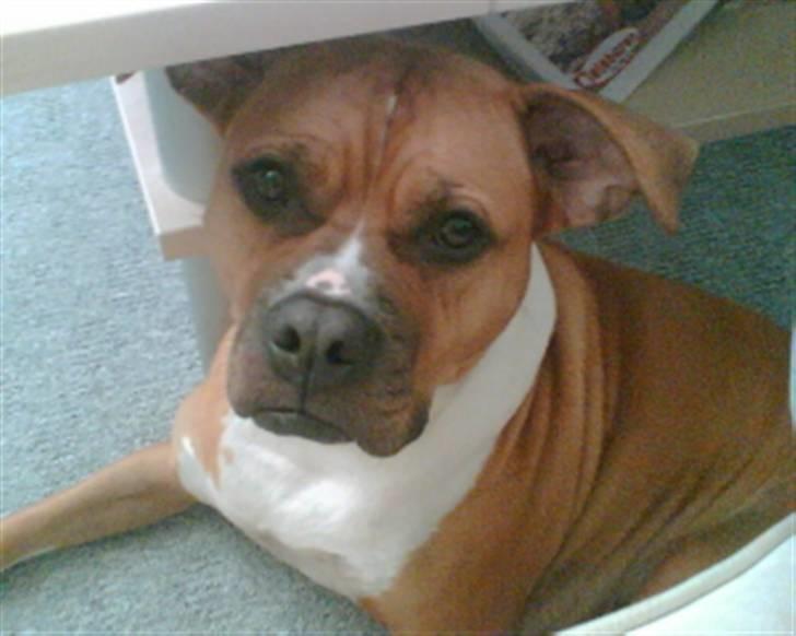 Amerikansk bulldog Nala billede 7