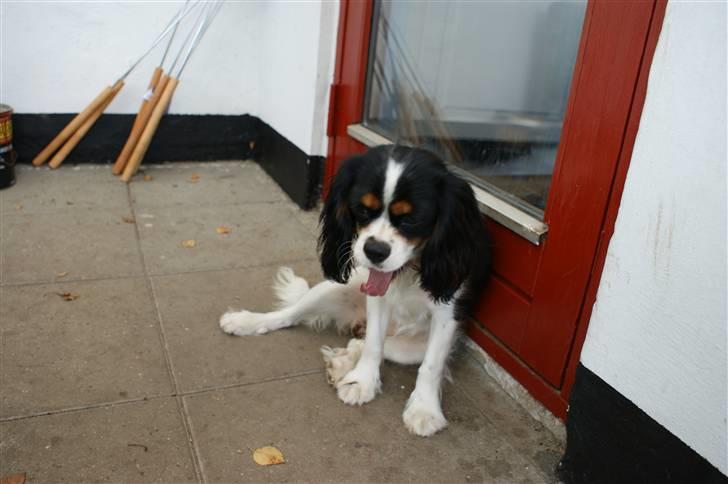 Cavalier king charles spaniel Bianca  - række, række tunge:-) billede 19