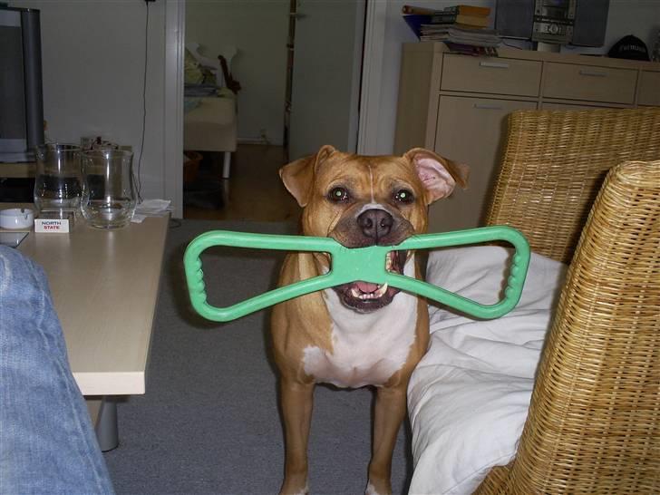 Amerikansk bulldog Nala billede 8