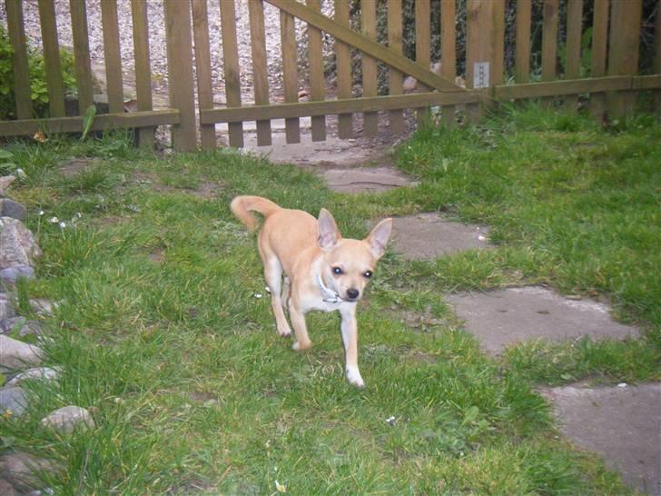 Chihuahua Kaare billede 7