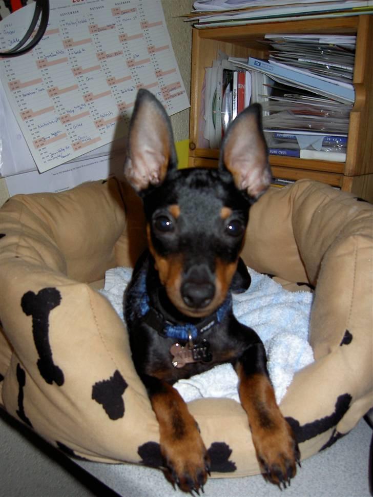 Dvaergpinscher Rødkildes Birdie "Nicky" billede 1