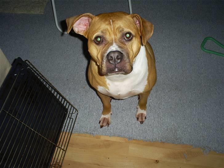 Amerikansk bulldog Nala billede 9