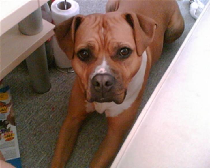 Amerikansk bulldog Nala billede 10
