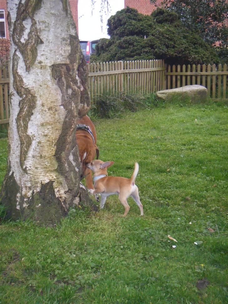 Chihuahua Kaare - Har du fundet noget!? billede 8