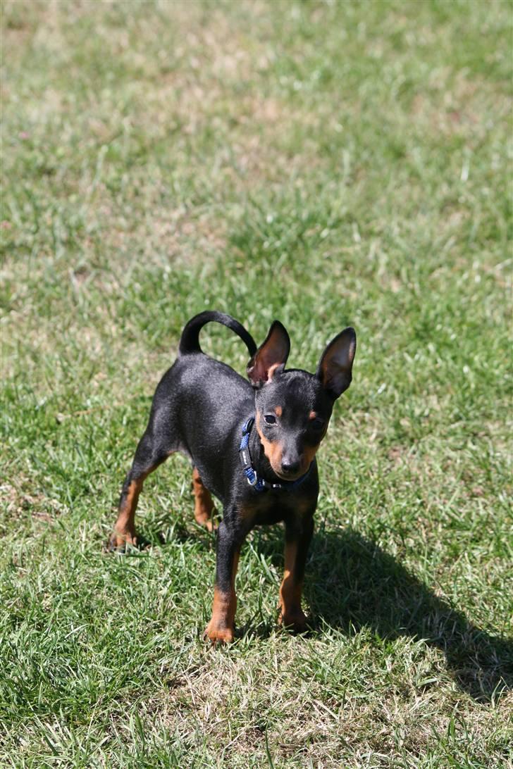 Dvaergpinscher Rødkildes Birdie "Nicky" billede 2