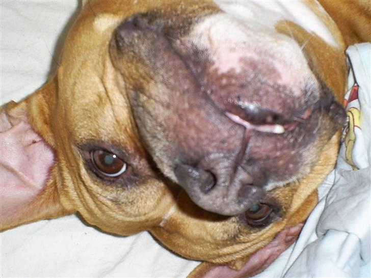 Amerikansk bulldog Nala billede 12