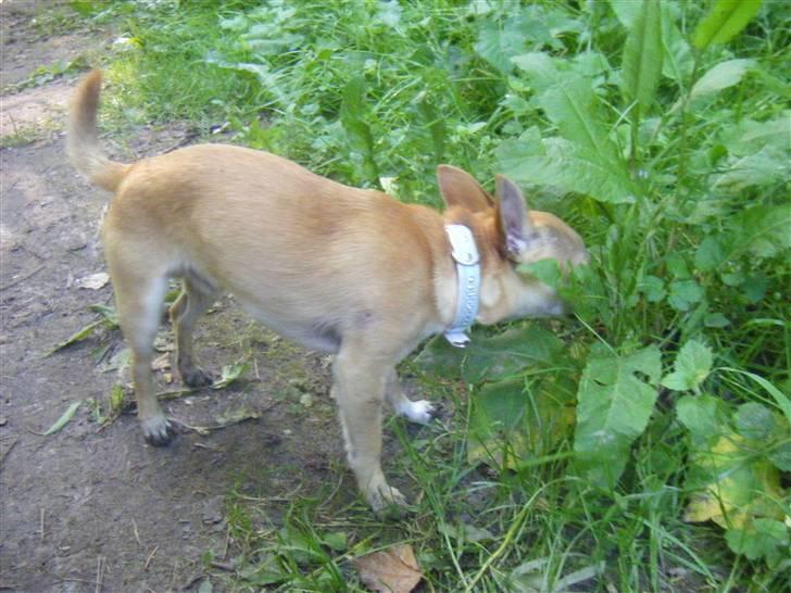 Chihuahua Kaare - Mmmmm... Hér er noget! billede 9
