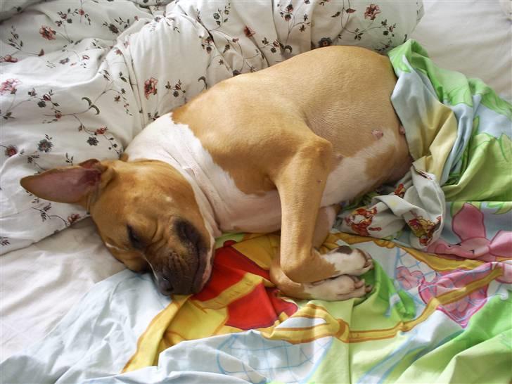 Amerikansk bulldog Nala billede 13